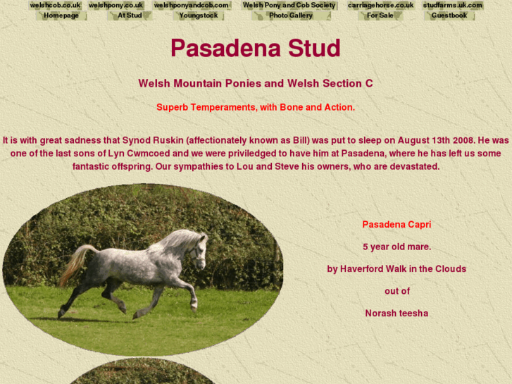 www.pasadenastud.com