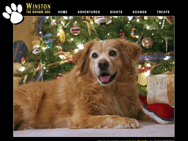 www.winstonthewonderdog.com