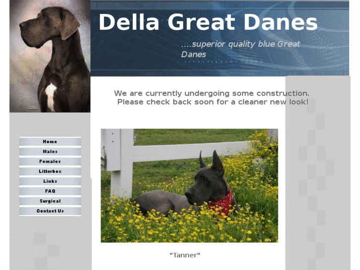 www.delladanes.com