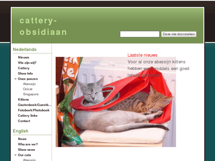 www.cattery-obsidiaan.com