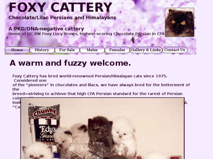 www.foxycattery.com