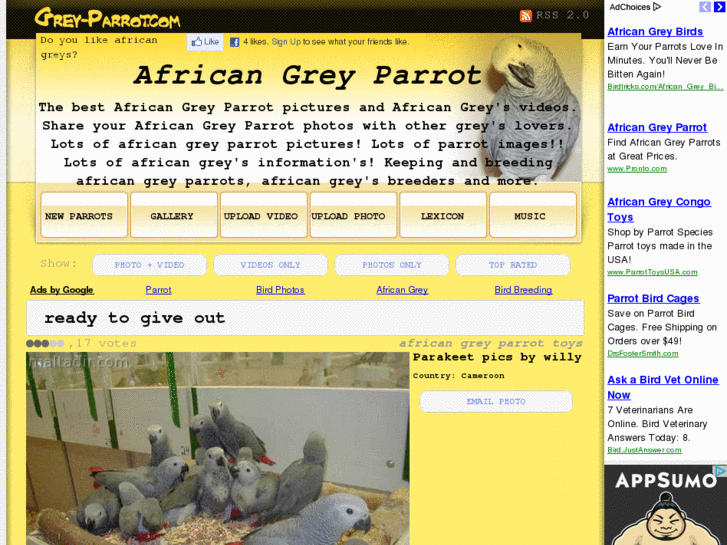 www.grey-parrot.com