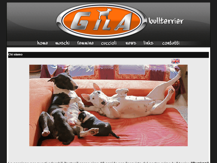 www.gilabullterrier.com