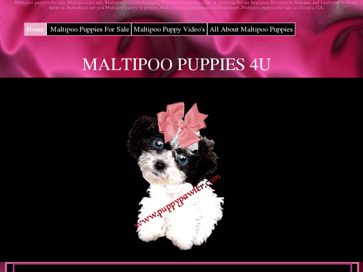 www.maltipoopuppies4u.com