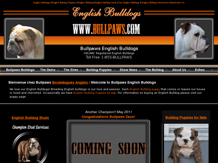 www.bullpaws.com