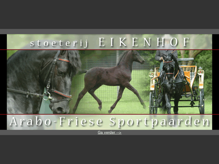 www.arabofriesiansporthorses.com