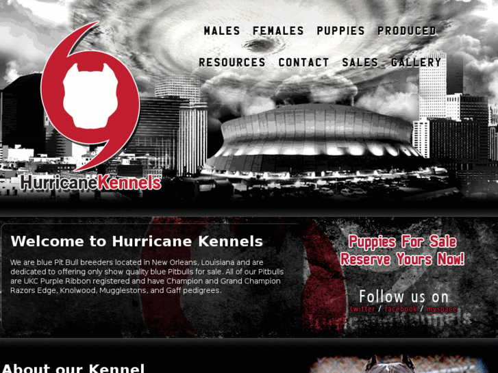 www.hurricanekennelpitbulls.com