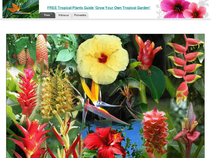 www.bestindoortropicalhawaiianhouseplants.com