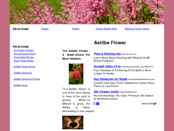 www.astilbeflower.net