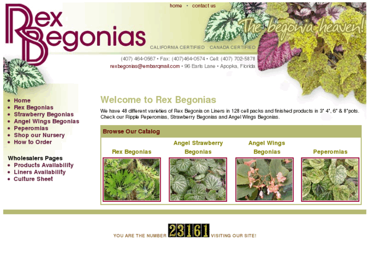 www.rexbegonias.com