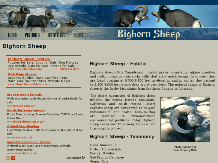 www.bighorn-sheep.com