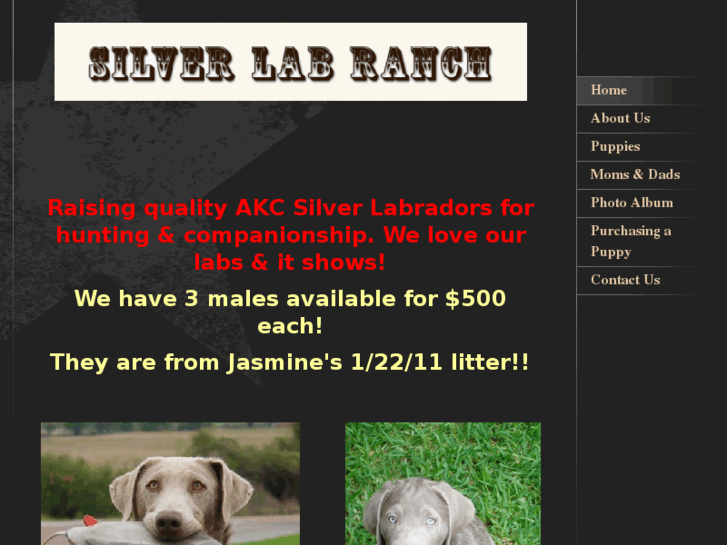 www.silverlabranch.com