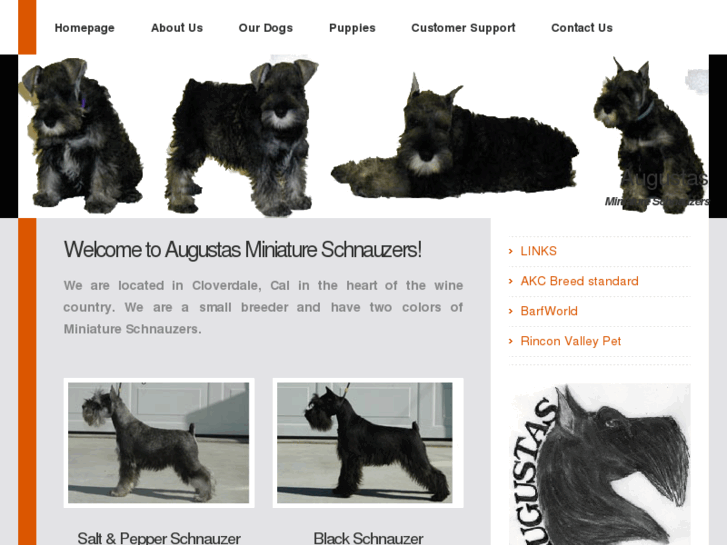 www.augustasminischnauzers.com