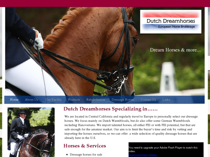 www.dutchdreamhorses.com