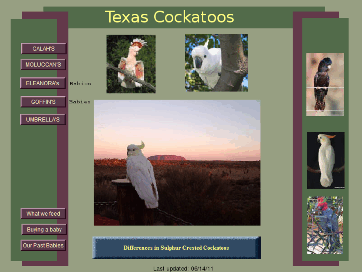 www.texascockatoos.com