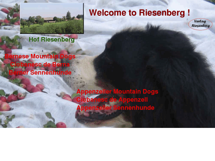 www.bernersennenhunde.info