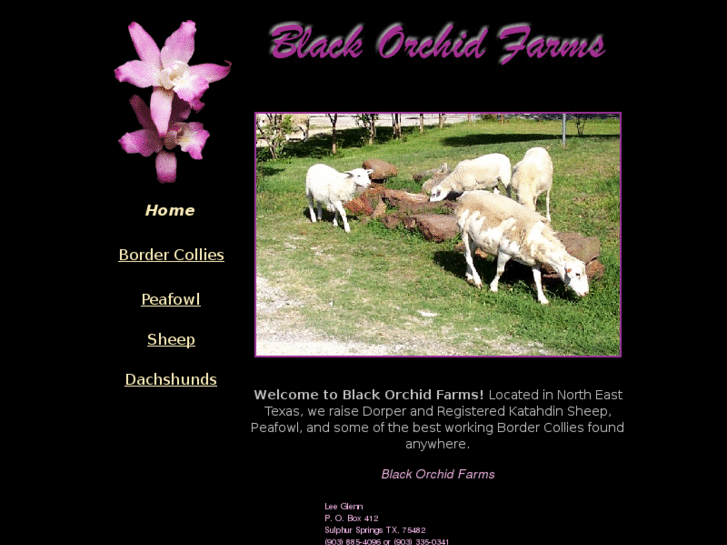 www.blackorchidfarms.com