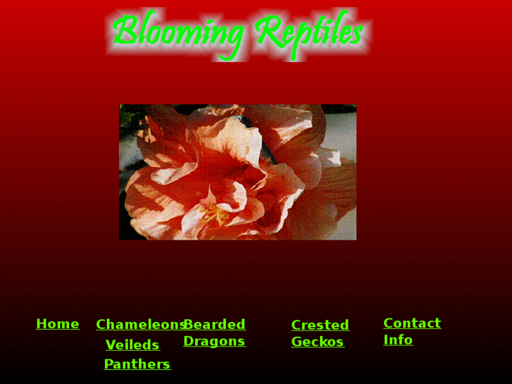 www.bloomingreptiles.com