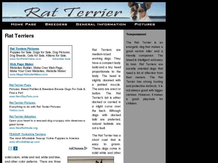 www.rat-terrier-dogs.com