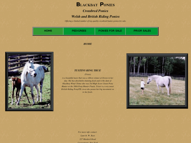 www.blackbayponies.com