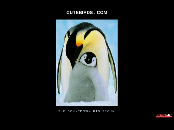 www.cutebirds.com