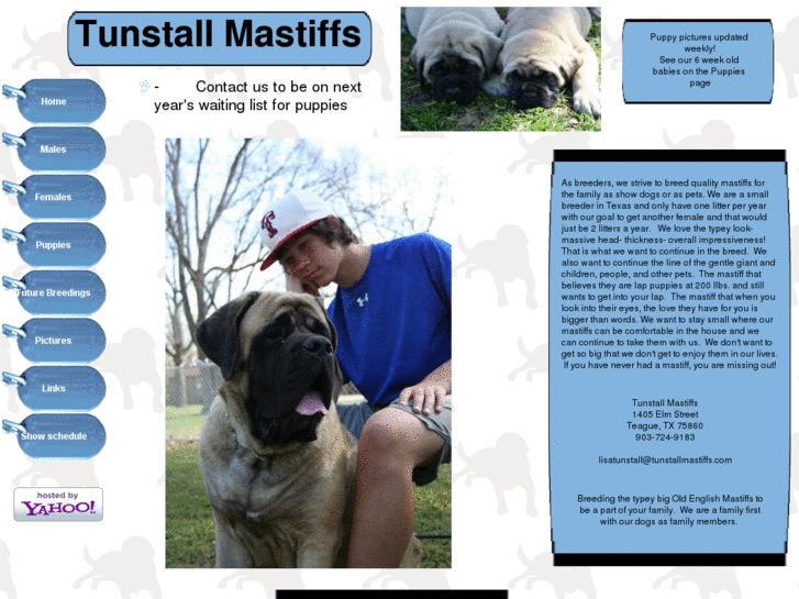 www.tunstallmastiffs.com