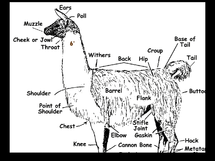 www.sixfootllama.com