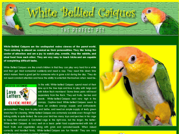 www.caique-parrot-pet-birds.com