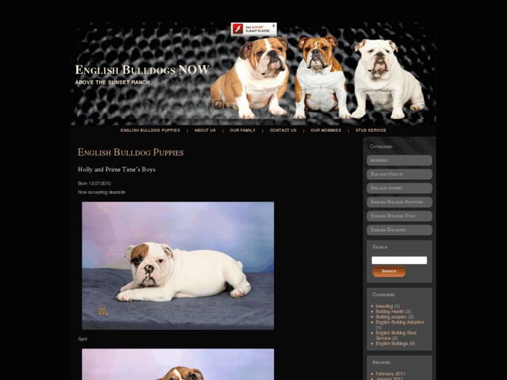 www.englishbulldogsnow.com