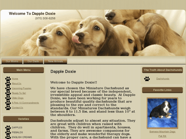 www.dappledoxie.com