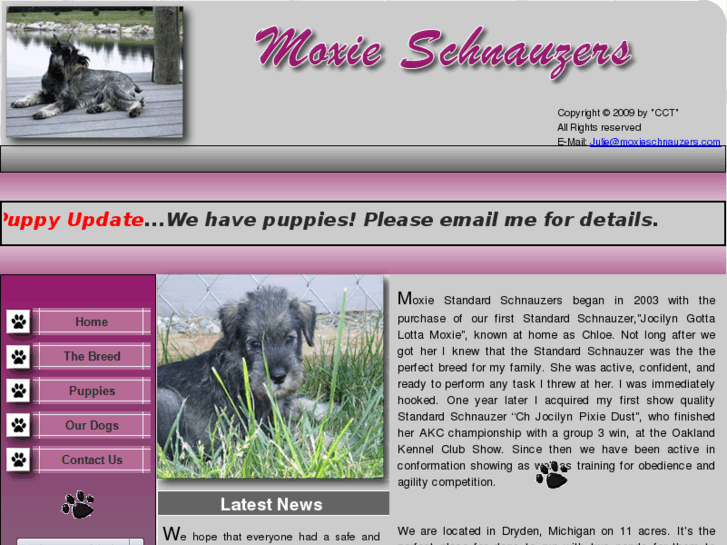 www.moxieschnauzers.com