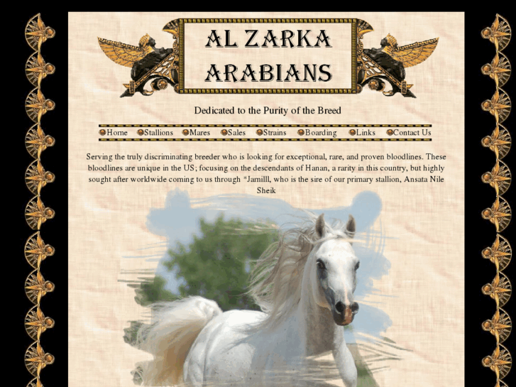 www.alzarkaarabians.com