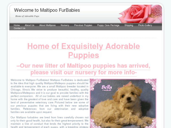 www.maltipoofurbabies.com