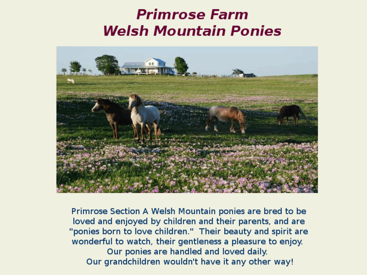 www.primrosewelshpony.com