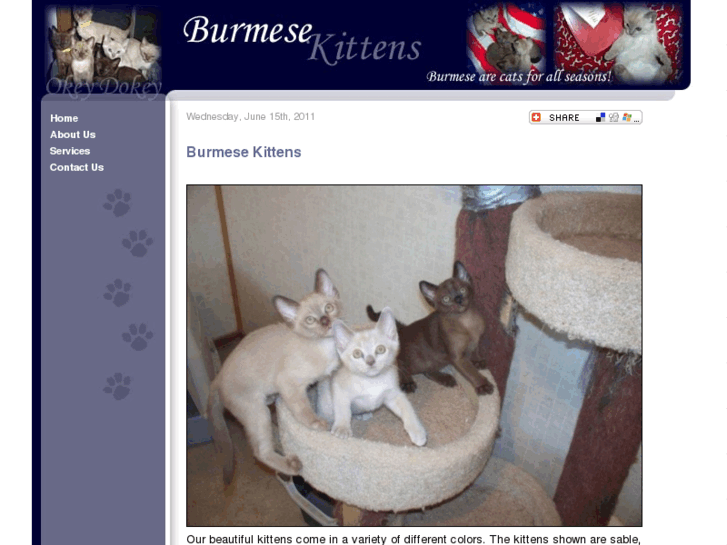 www.burmesekittens.net