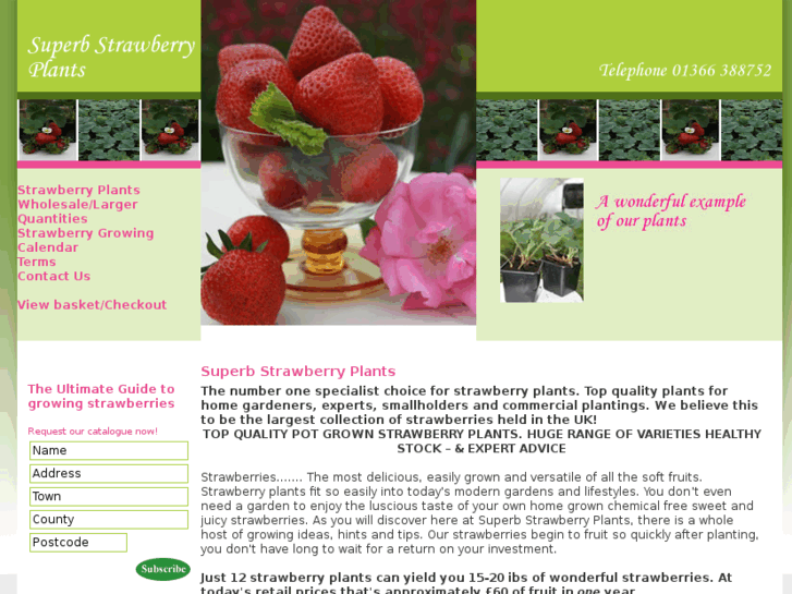 www.superbstrawberryplants.com