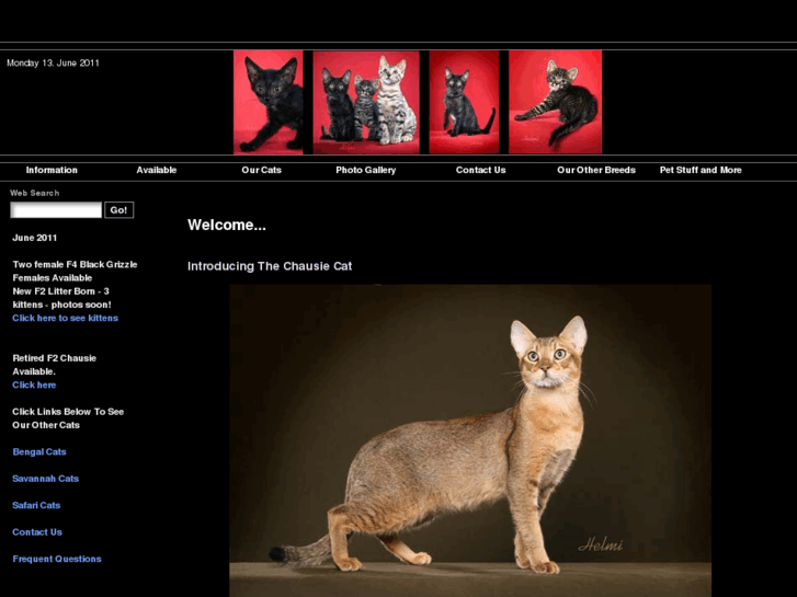 www.chausie-cats.com