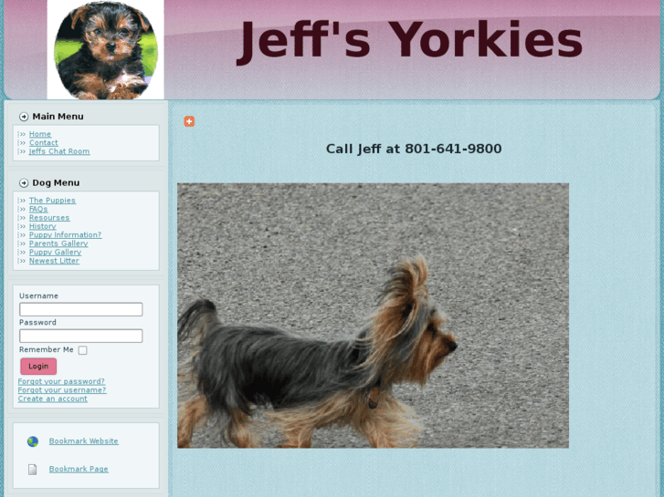 www.jeffsyorkies.com