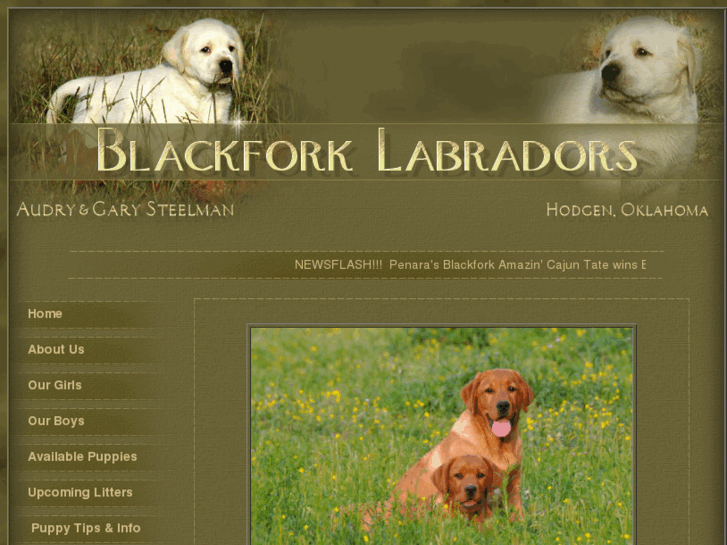 www.blackforklabradors.com