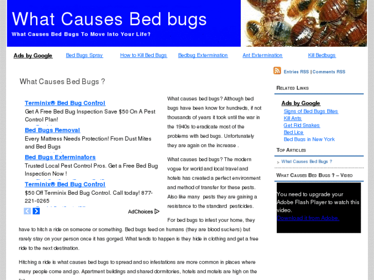 www.whatcausesbedbugs.org