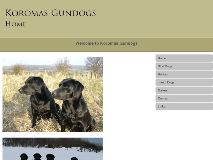 www.koromasgundogs.com