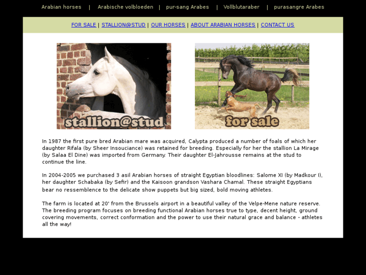 www.arabianhorseguide.com