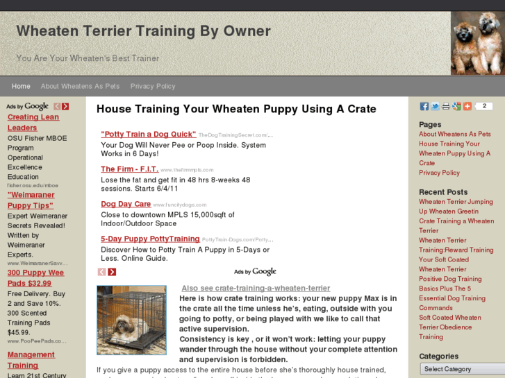 www.wheatenterriertraining.info