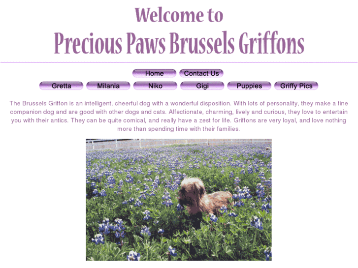 www.preciouspawsgriffons.com