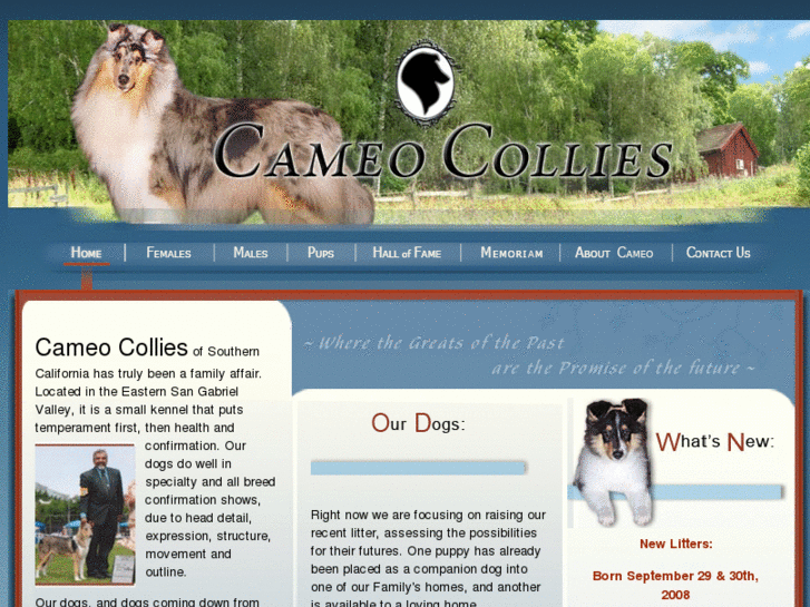 www.cameocollies.com