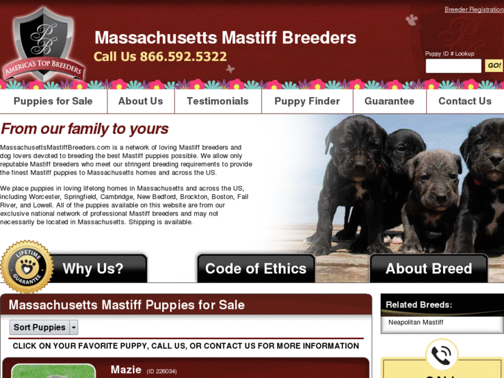 www.massachusettsmastiffbreeders.com