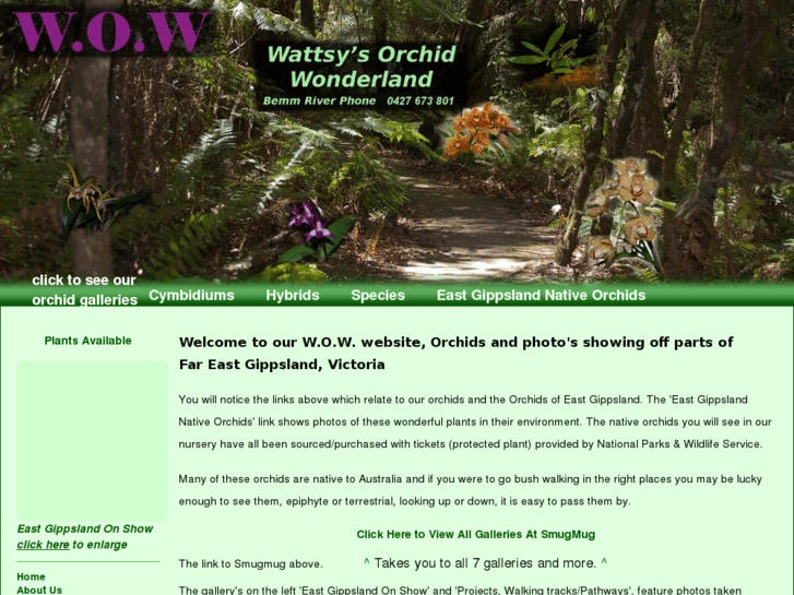 www.wow-orchids.com