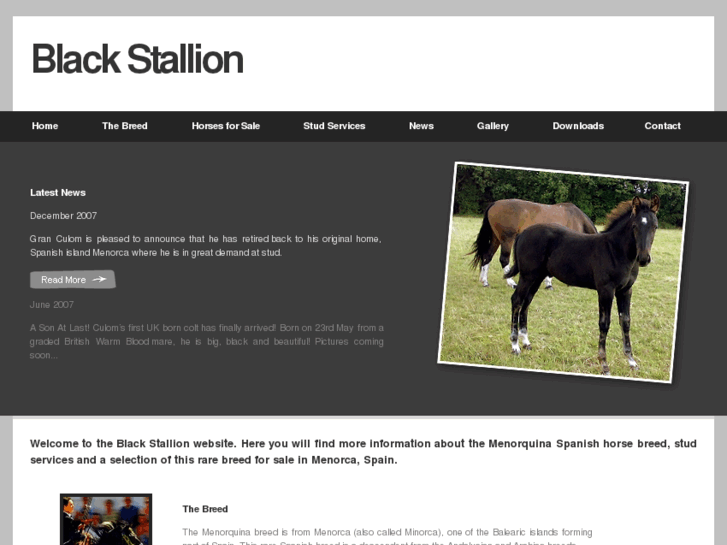 www.black-stallion.co.uk