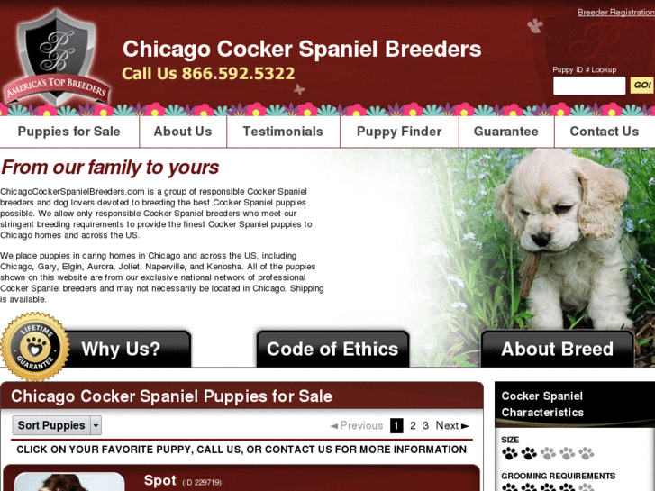 www.chicagocockerspanielbreeders.com