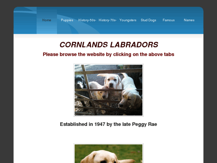 www.cornlandslabradors.com